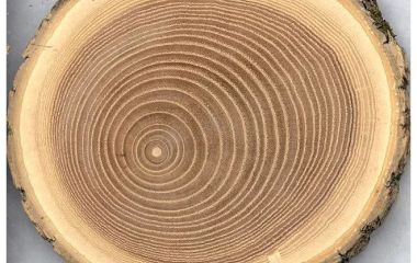 Секреты работы с дубом: как правильно обрабатывать одну из самых твёрдых пород древесины