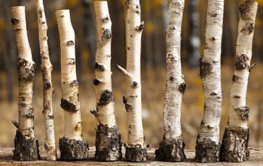 Особенности работы с берёзой: как добиться гладкой и прочной поверхности